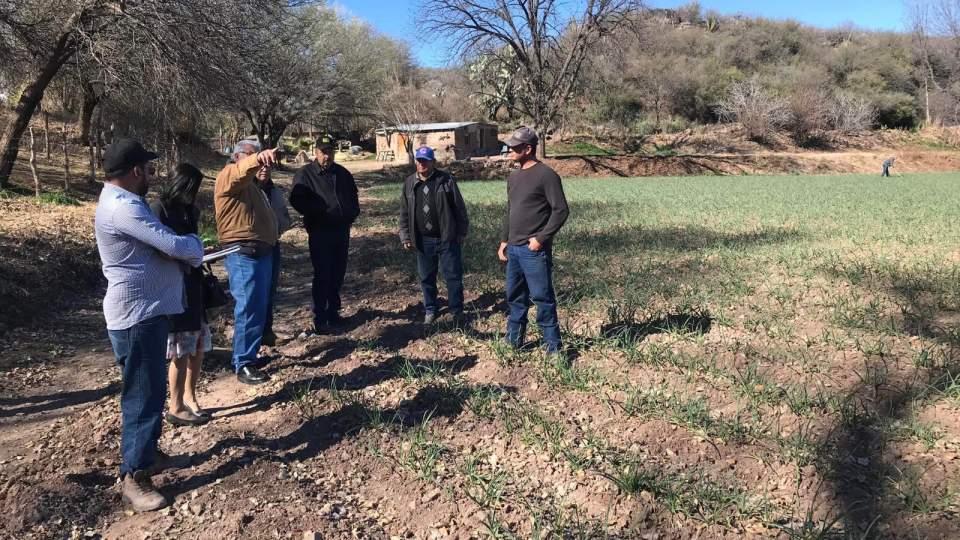El Gobierno de Sonora desarrolla proyectos productivos de ajo en el Río de Sonora
